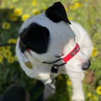 Photo of Moonlight Sparkle