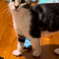 Photo of Biscuit
