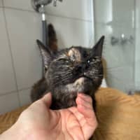 Photo of Strawberry 🍓 