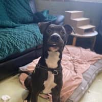 Photo of Bullet