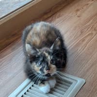 Photo of Ember