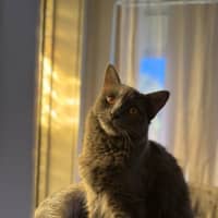 Photo of Zia