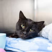 Photo of Lucky