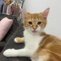 Photo of Ginger Snap