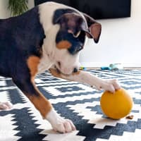 Photo of Romeo Foxtrot 