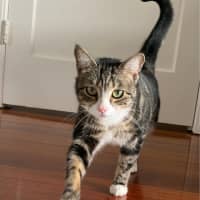 Photo of Stripes