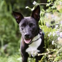 Photo of Krumb *$350 Adoption Fee*