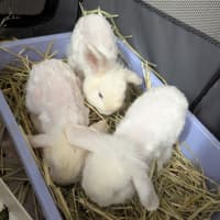 Photo of Chantilly, Ivory & Tibet