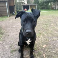 Photo of Stitch