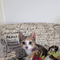 Photo of Torti Meet Me@Petstock Chelsea Store 