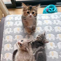 Photo of Milkshake & Matcha