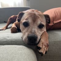 Photo of Bam Bam