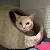 Photo of Gingy