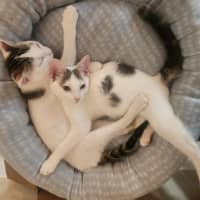 Photo of Verity & Solace