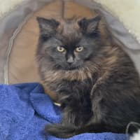 Photo of Buttons 