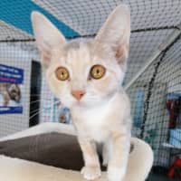 Photo of Flicker