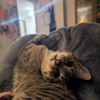 Photo of Artemis