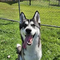 Photo of Bear