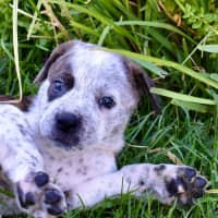 Photo of Sully