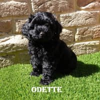 Photo of Odette