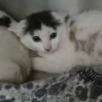 Photo of Comet 