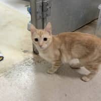 Photo of Crumpet
