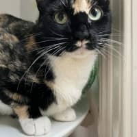 Photo of Rosemary