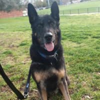 Photo of Rex