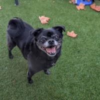 Photo of Cosmo