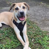 Photo of Mulan *$250 Adoption Fee*