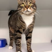Photo of Bumpkin 