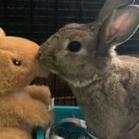 Photo of Zestful Wildy 