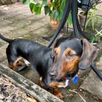 Photo of Hendrix   4 Year Old Dachshund 