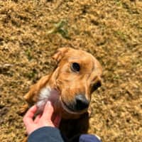 Photo of Toffee