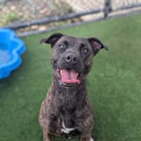 Photo of Petra Imp 2756