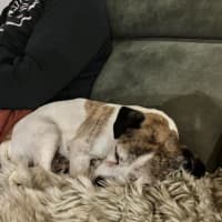 Photo of Coriolanus Snow Peggotty