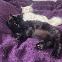 Photo of Emi * 9 Lives Project Rescue*