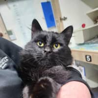 Photo of 🐻 Severus 6267 🐻