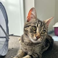 Photo of Sadie