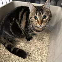 Photo of 🐭 Frankie🐭 