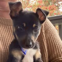 Photo of Chai   8 Week Old Kelpie X (On Trial)