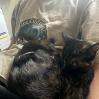 Photo of Sweet Pea   Located In Northcote