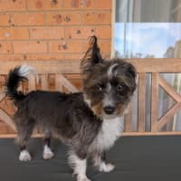 Photo of Mimi   3 Year Old Maltese X Poodle