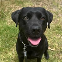 Photo of Olive