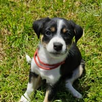Photo of Tassie Devil