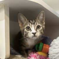 Photo of Echidna (Now Daisy)