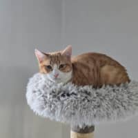 Photo of Archie **2nd Chance Cat Rescue**