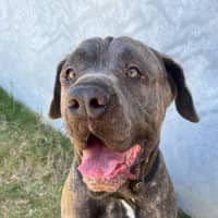 Photo of Koda (1068)