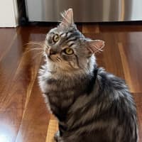 Photo of Samson 