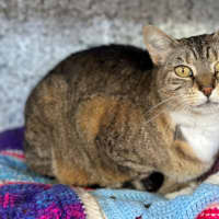 Photo of Puss